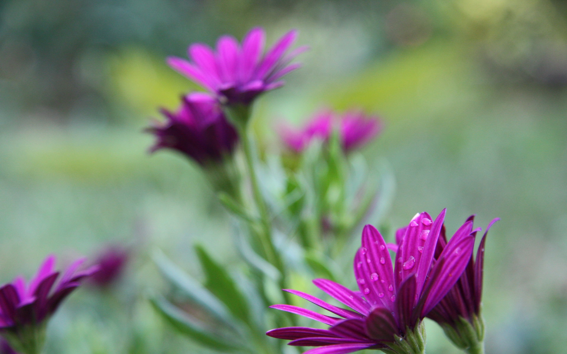 小清新,娇艳欲滴,花卉,儿童桌面专用