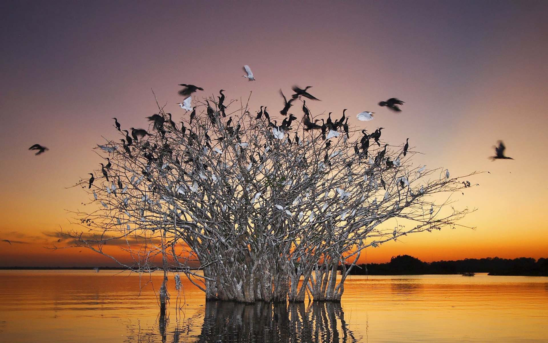 世界地理,动物,高清,2012Y十月31D,儿童桌面专用