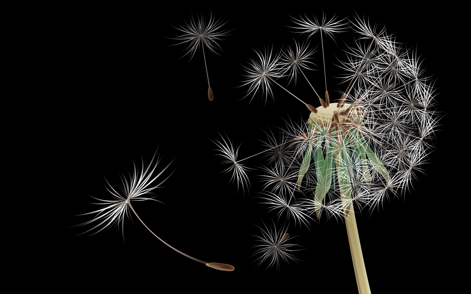 小清新,护眼壁纸,蒲公英