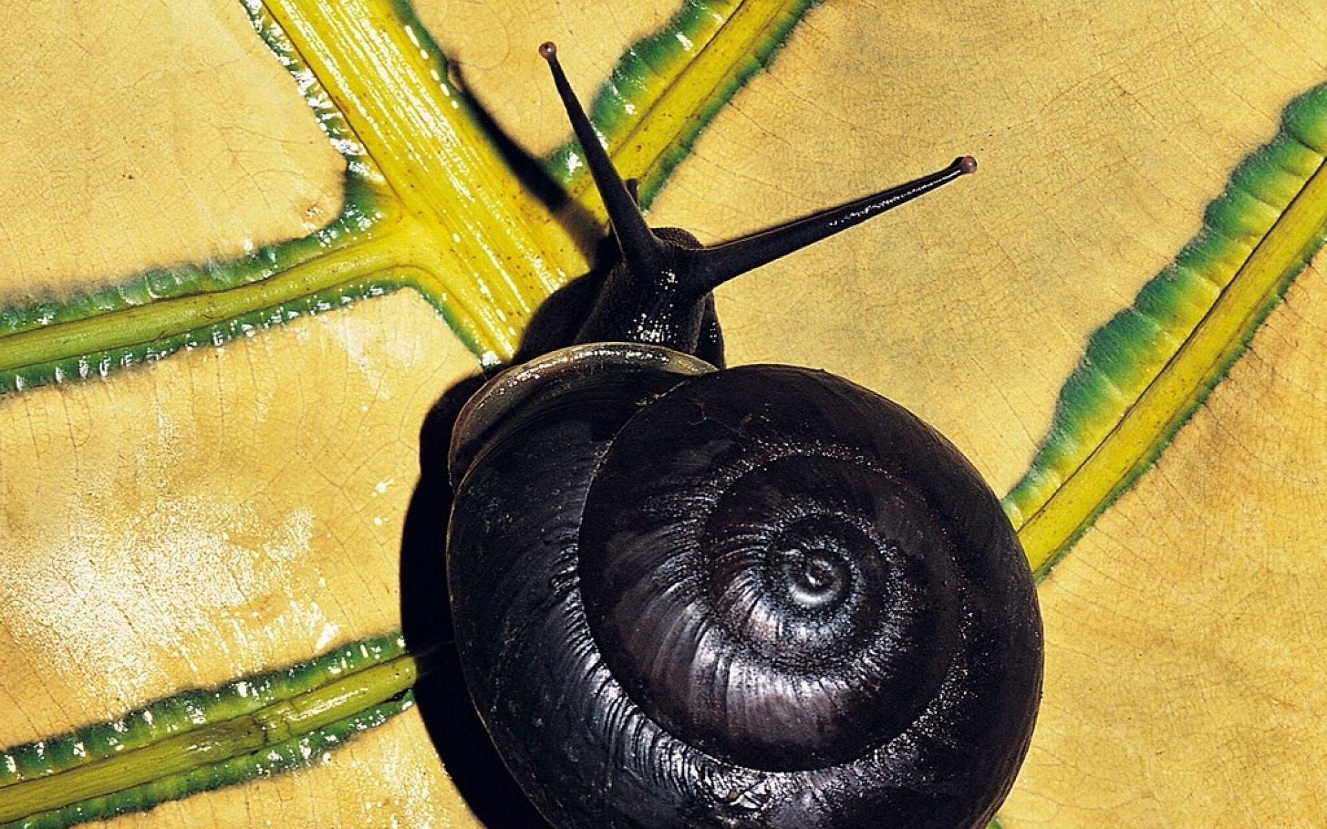 萌宠动物,野生动物,儿童桌面专用