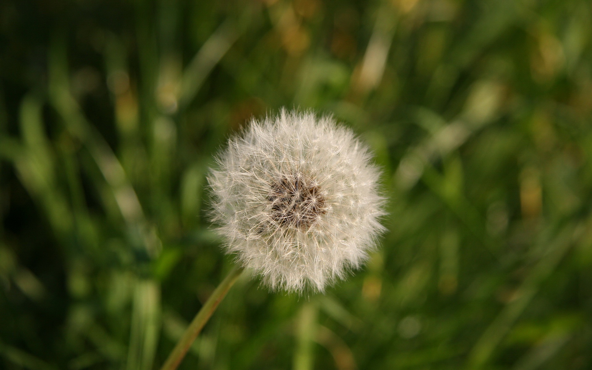 小清新,清新淡雅,植物,蒲公英,儿童桌面专用