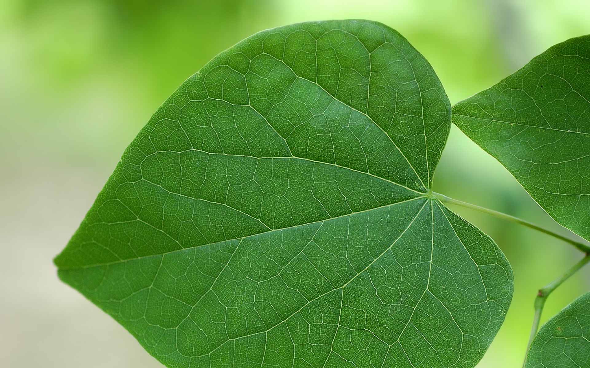 小清新,护眼壁纸,绿色,绿叶,儿童桌面专用