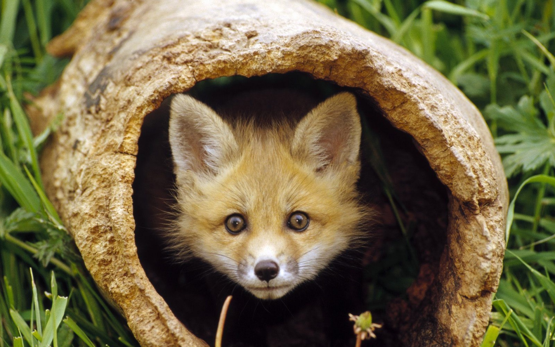野生动物,儿童桌面专用