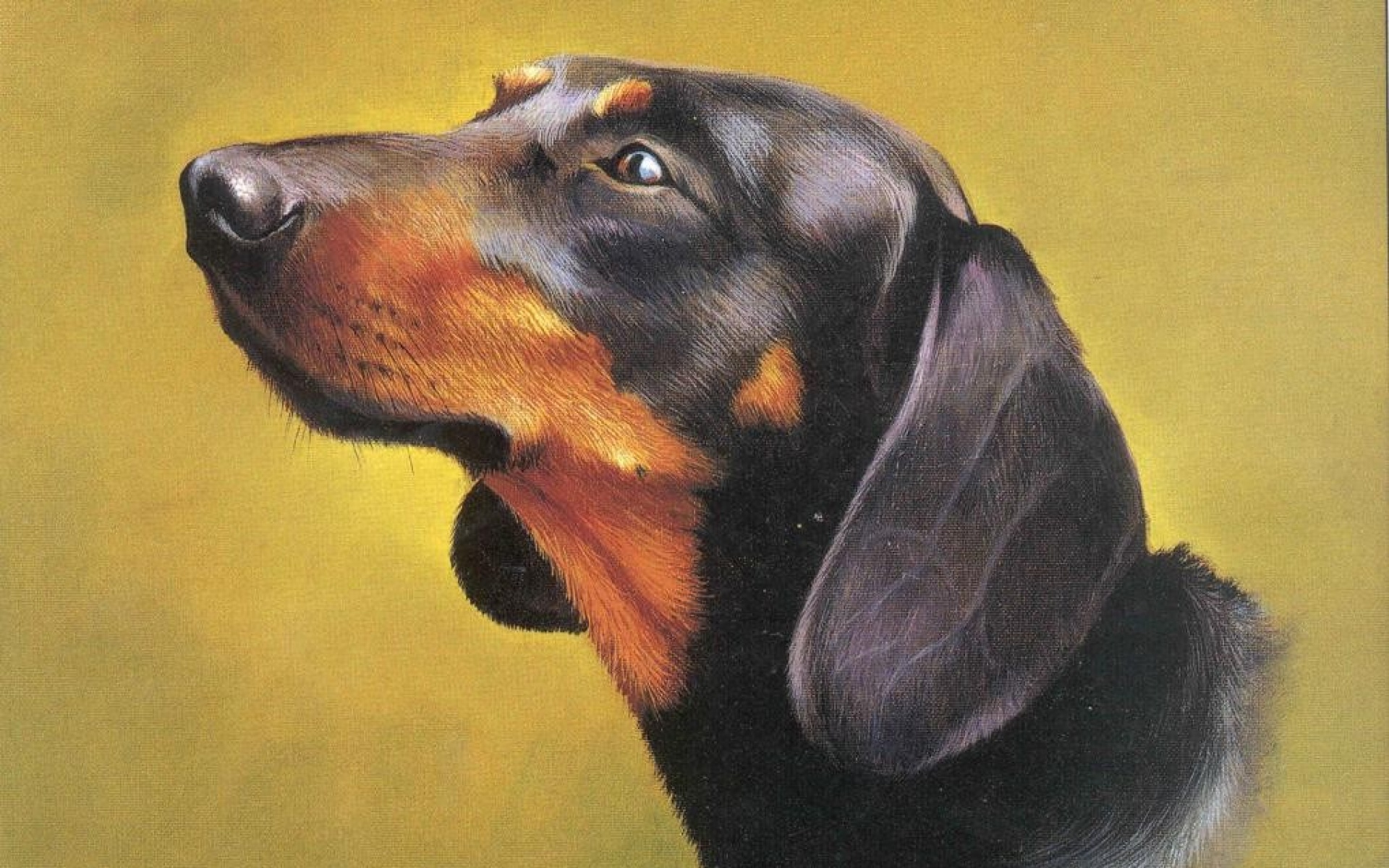 动物,绘画,风格,2012Y十一月08D,儿童桌面专用