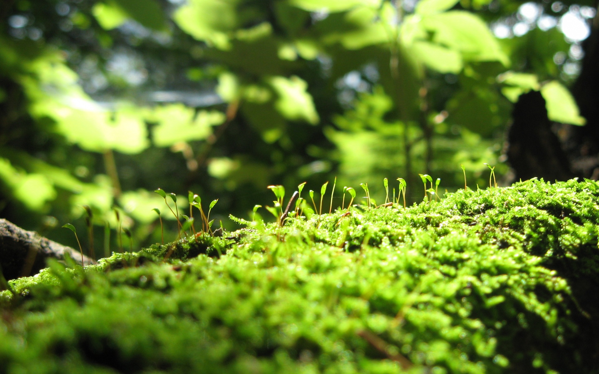 风景,碧绿草原,2012Y十一月04D,儿童桌面专用