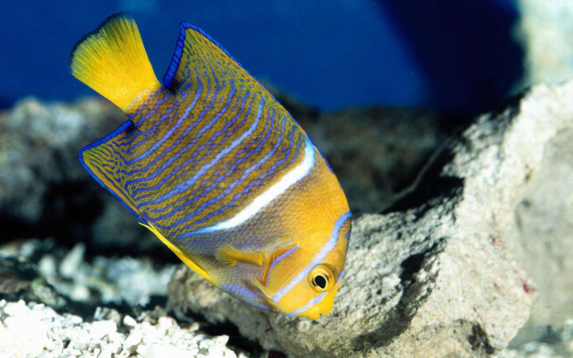 萌宠,鱼,海底世界,儿童桌面专用