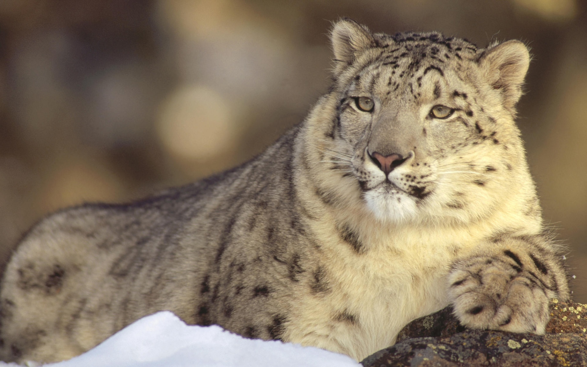 雪豹,动物,2012Y十一月04D,儿童桌面专用