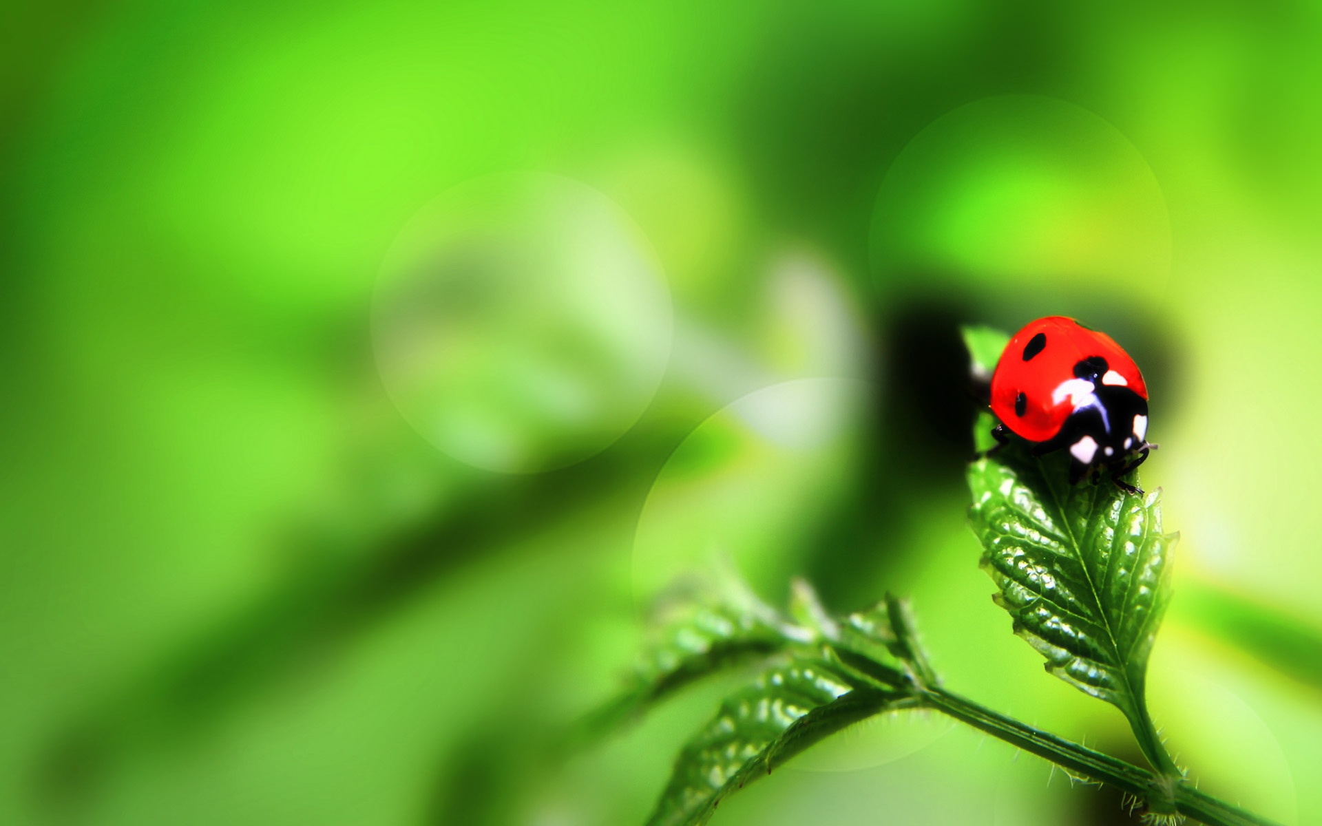 清新,植物,浪漫,美丽,昆虫图,七星瓢虫,2012Y十月28D,儿童桌面专用