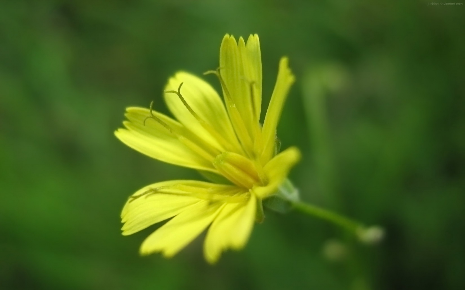 小清新,静物写真,静物,花卉,儿童桌面专用