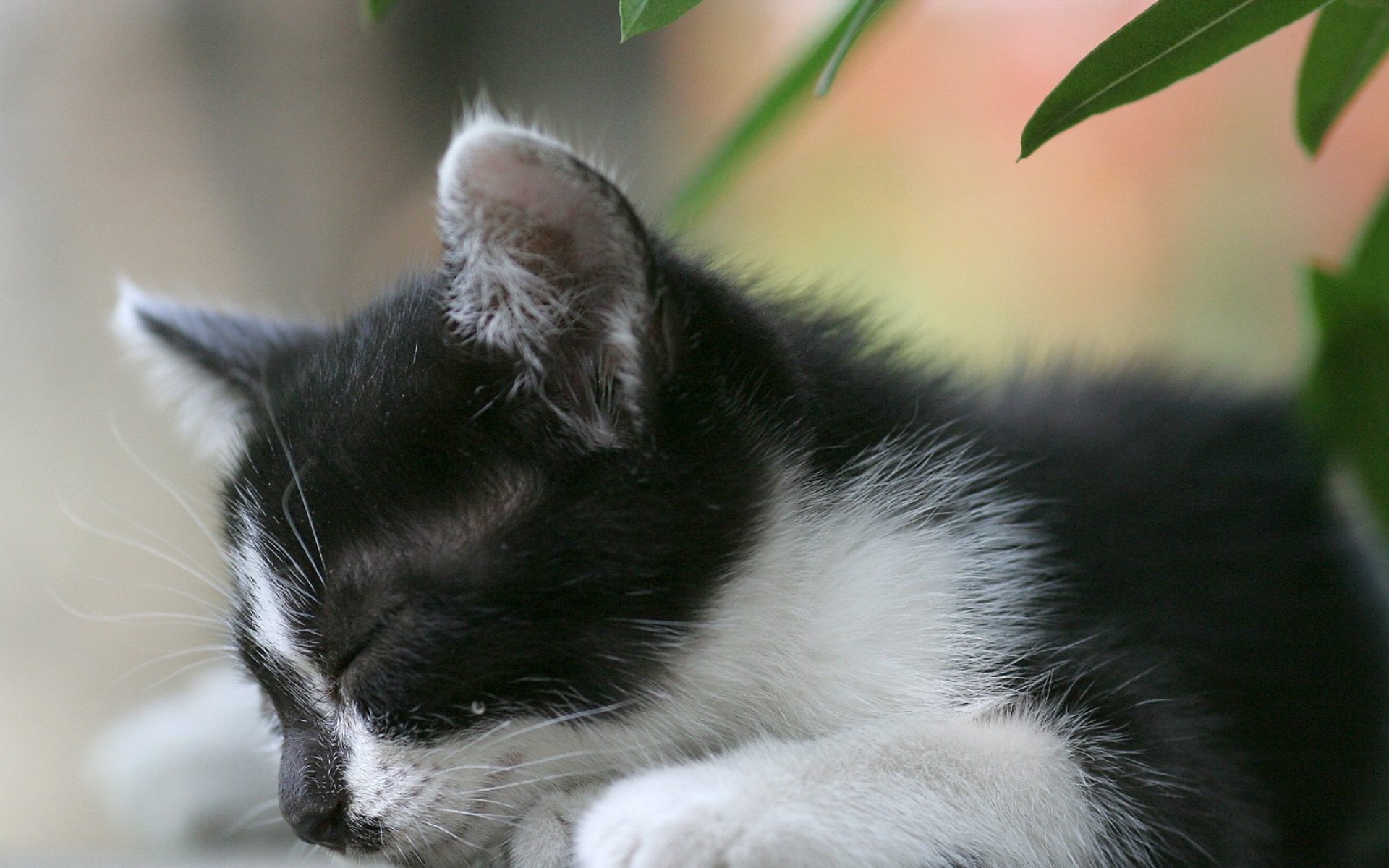 街角,小猫咪,摄影,高清,猫,动物,2012Y十月31D,儿童桌面专用