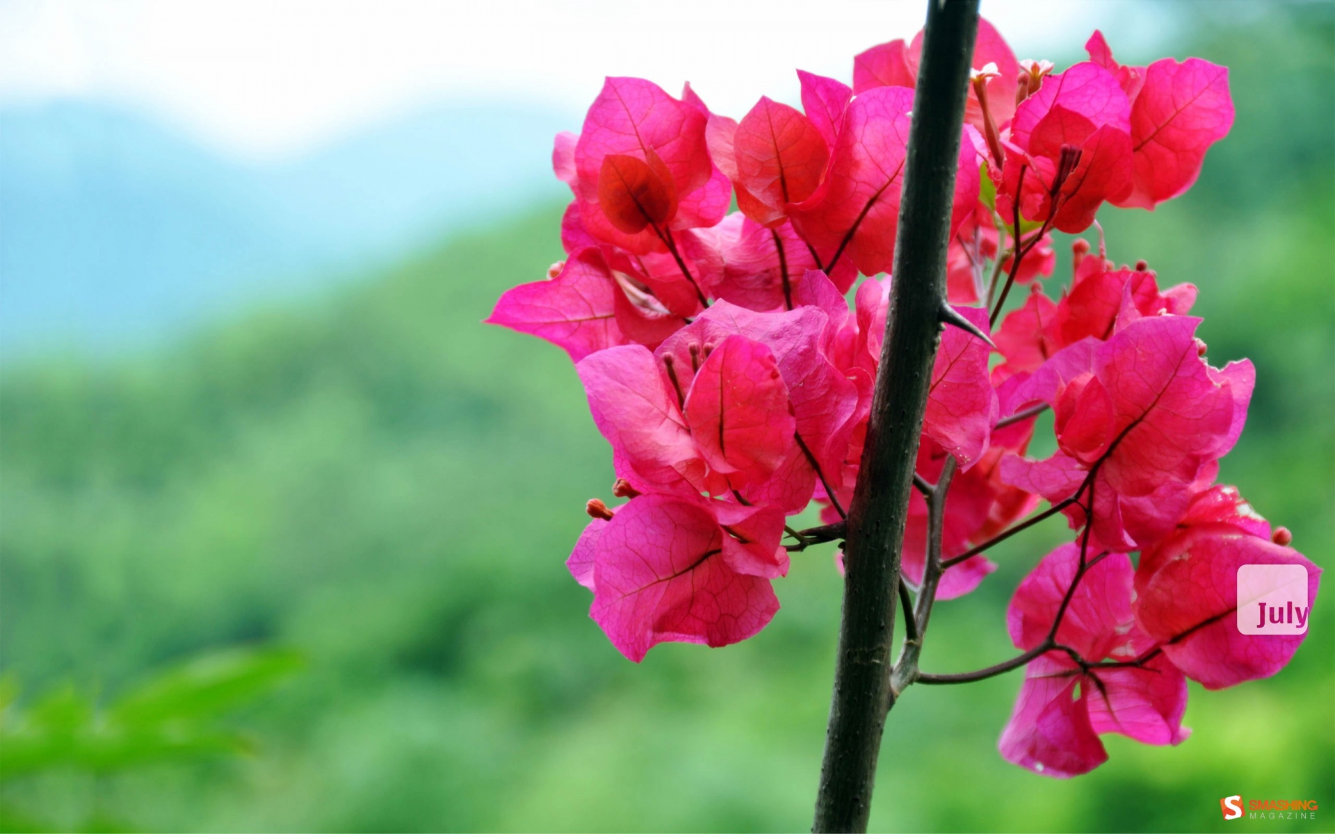 小清新,娇艳欲滴,花卉,儿童桌面专用