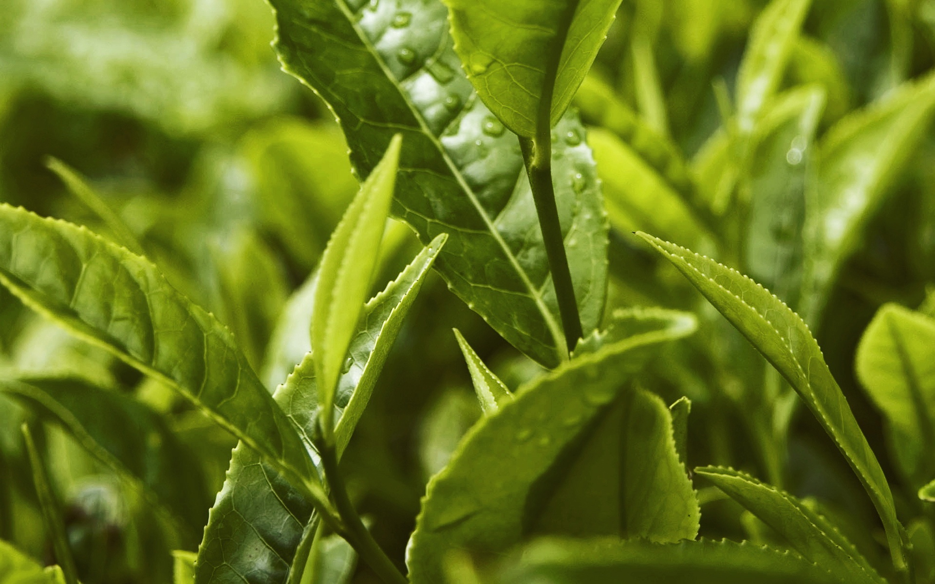 小清新,舒缓压力,绿色,植物,儿童桌面专用