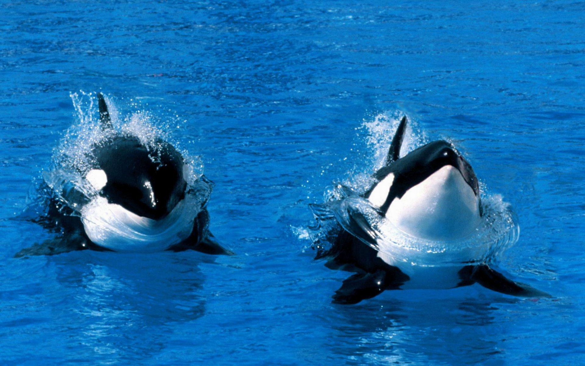 萌宠,鱼,海底世界,儿童桌面专用