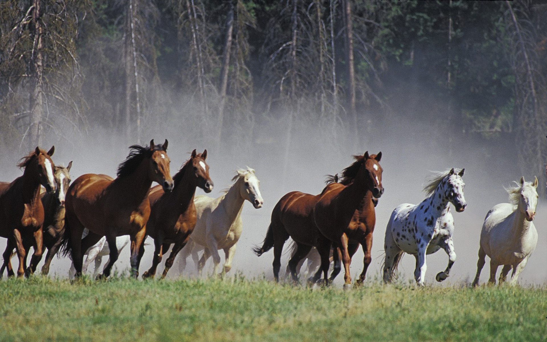 骏马,马,动物,宽屏,2012Y十月31D,儿童桌面专用