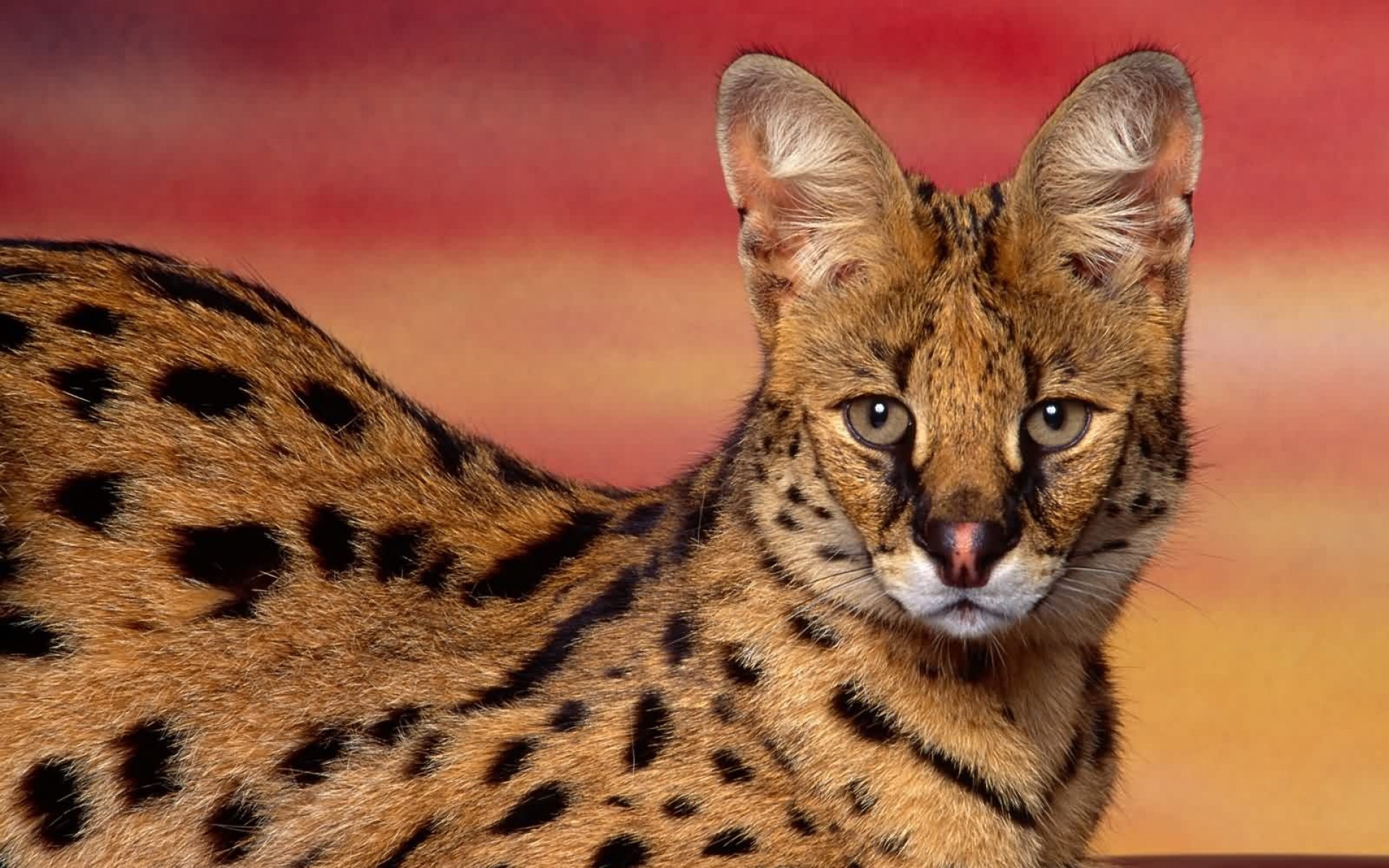 猫科,野兽,动物,狮子,老虎,2012Y十一月04D,儿童桌面专用