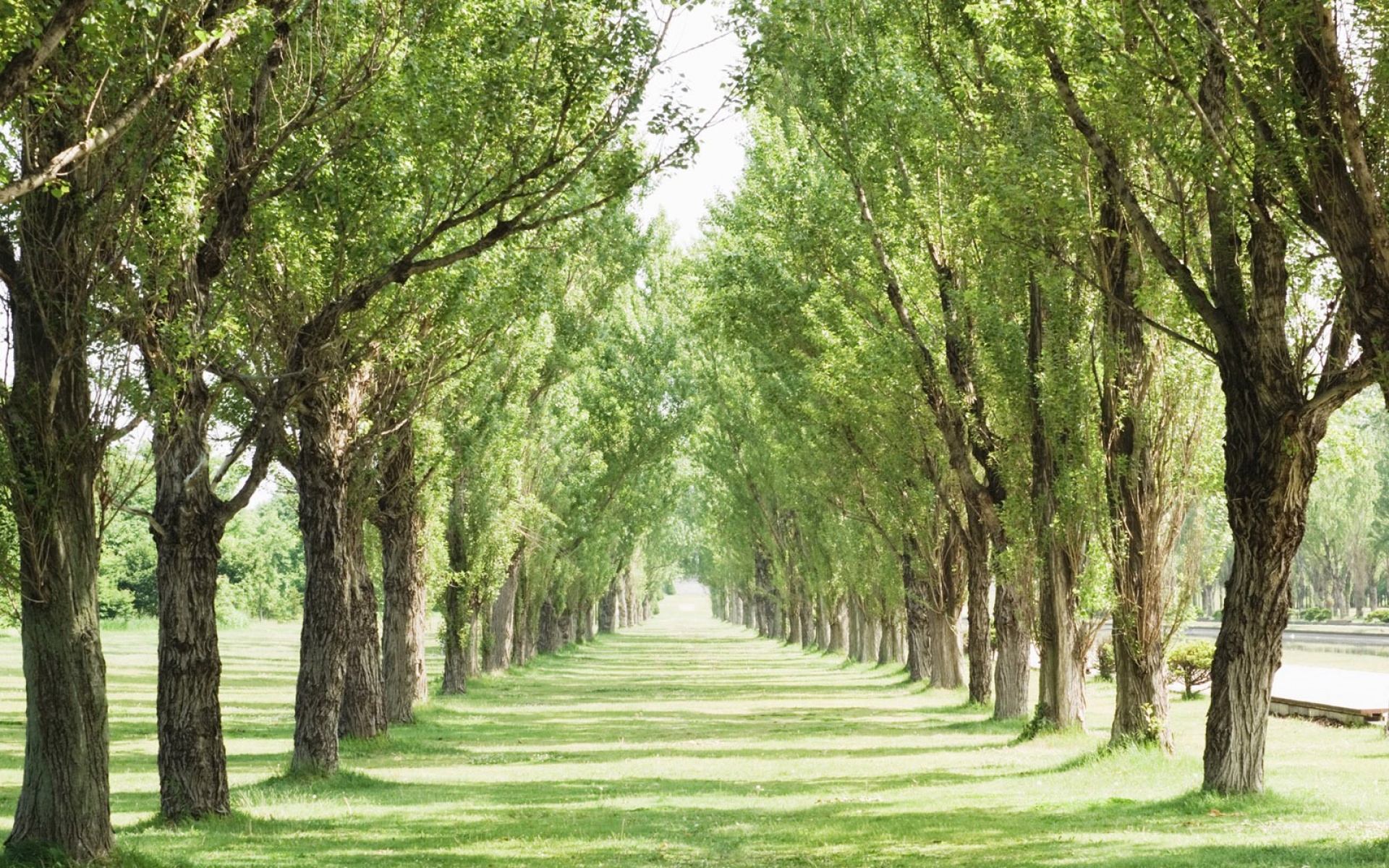 风景,春意盎然,儿童桌面专用