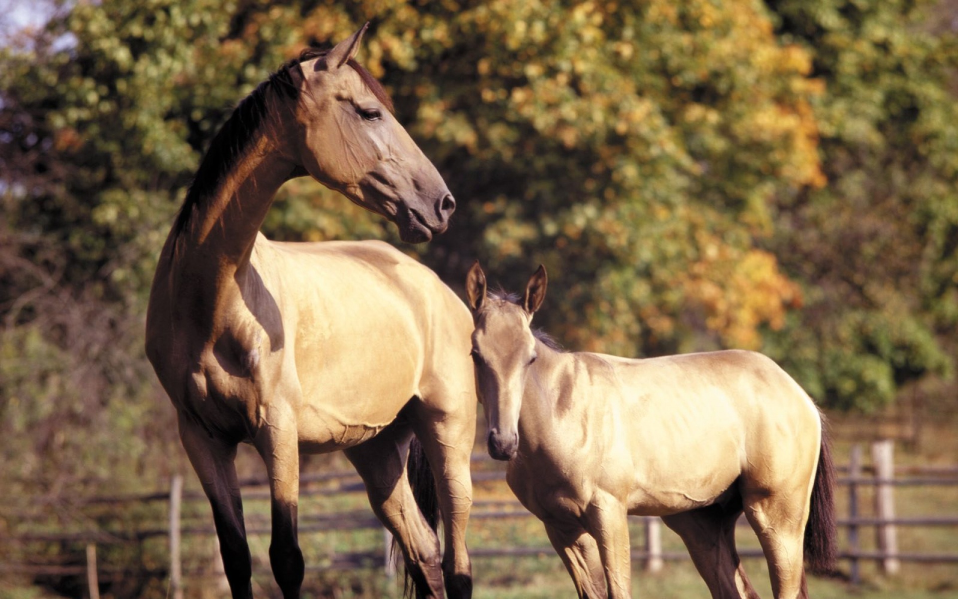 骏马,马,动物,宽屏,2012Y十月31D,儿童桌面专用