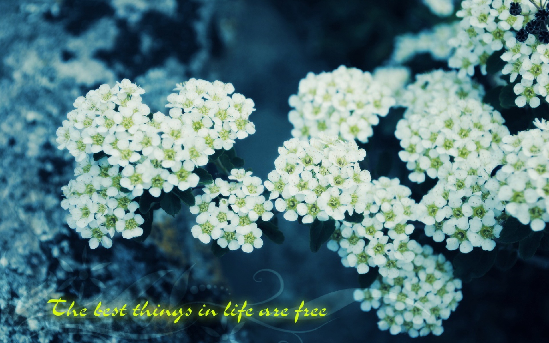 小清新,鸟语花香,花卉,儿童桌面专用