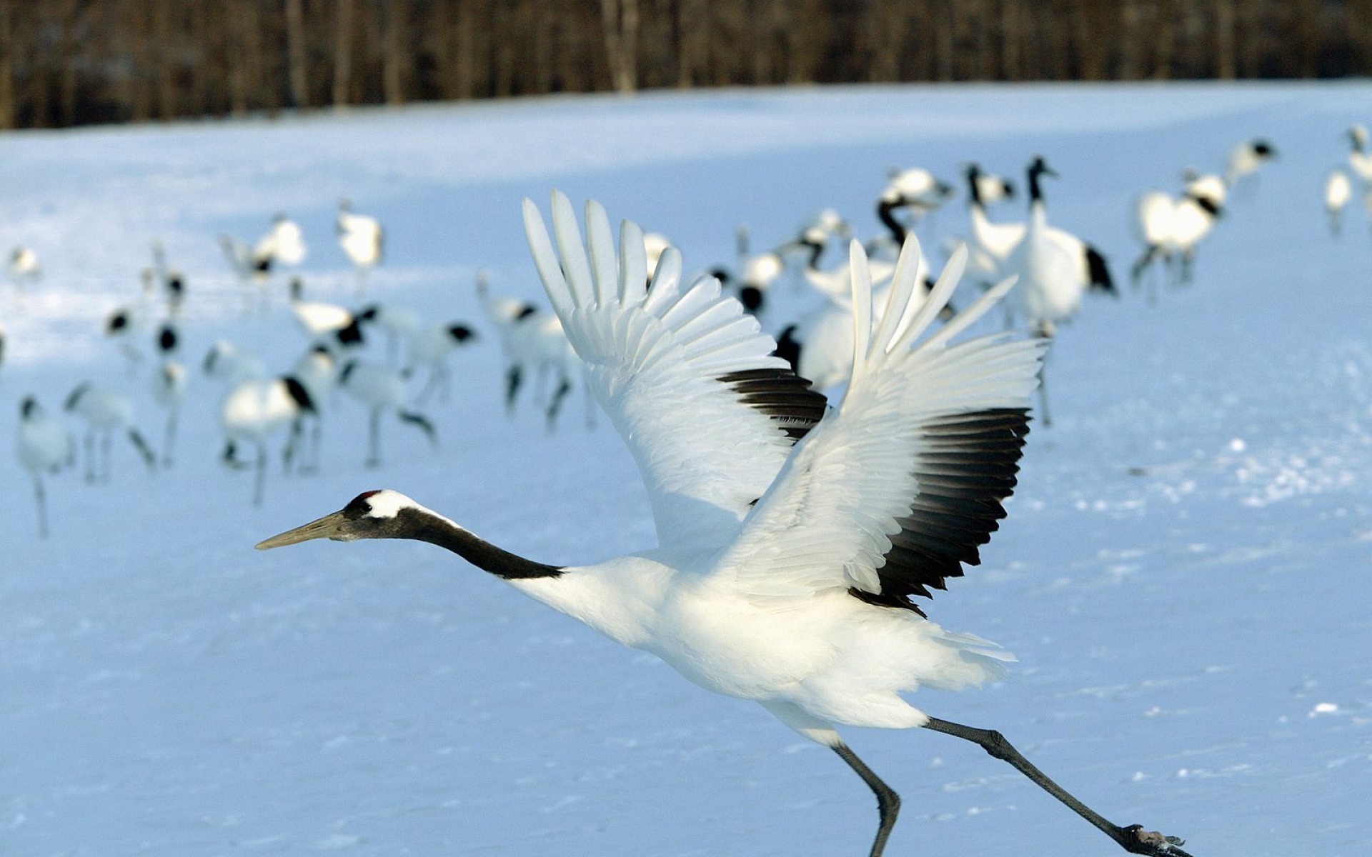 动物,合集,2012Y十一月12D,天鹅,儿童桌面专用