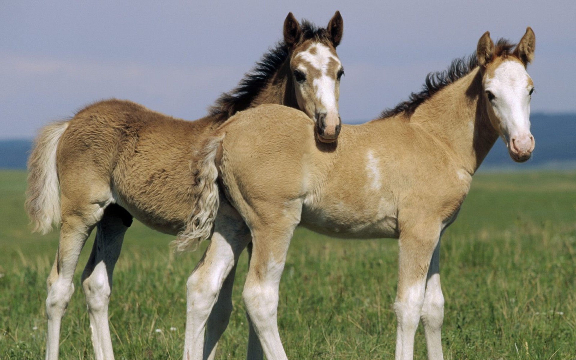 野生动物,马,儿童桌面专用