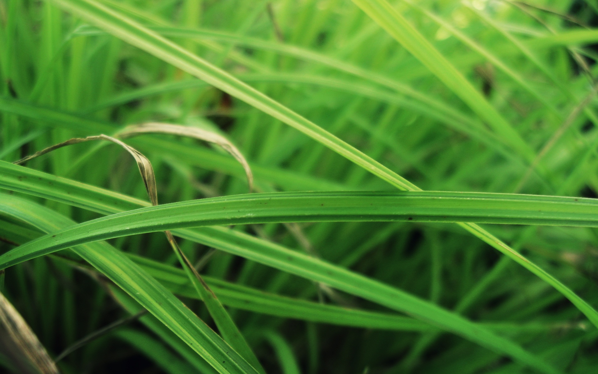 小清新,清新淡雅,绿色,植物,儿童桌面专用