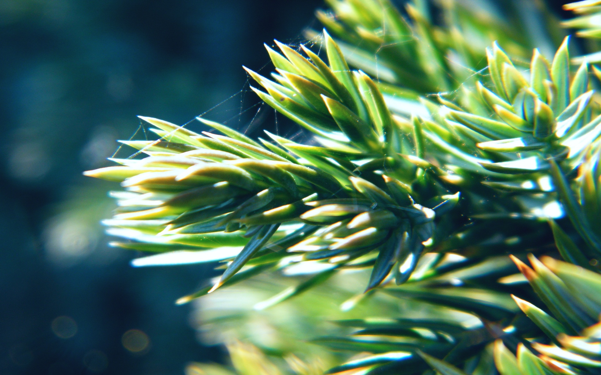 清新,植物,绿色,2012Y十月31D,儿童桌面专用