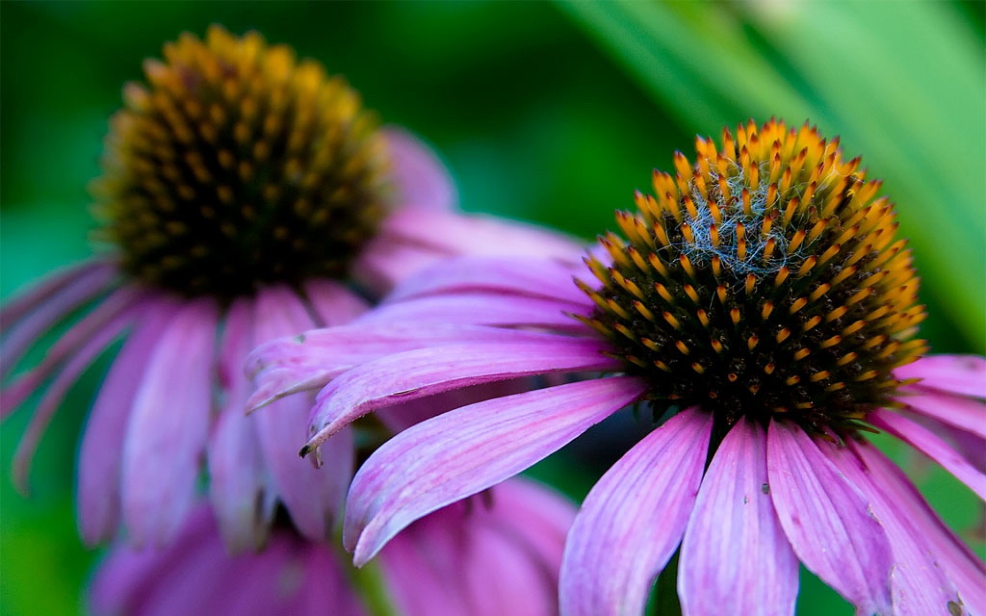 小清新,清新淡雅,花卉,儿童桌面专用