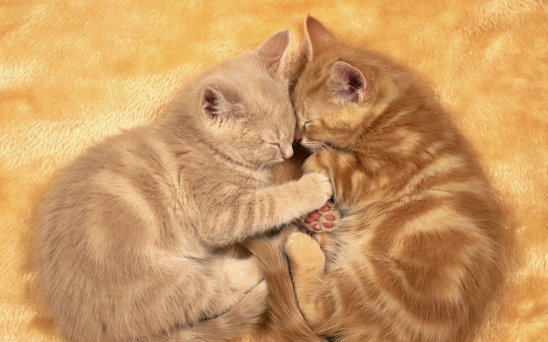 高清,动物,2012Y十一月10D,喵星人,儿童桌面专用