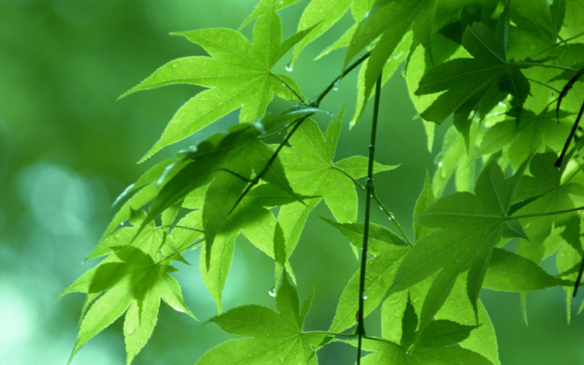 小清新,护眼壁纸,绿色,儿童桌面专用