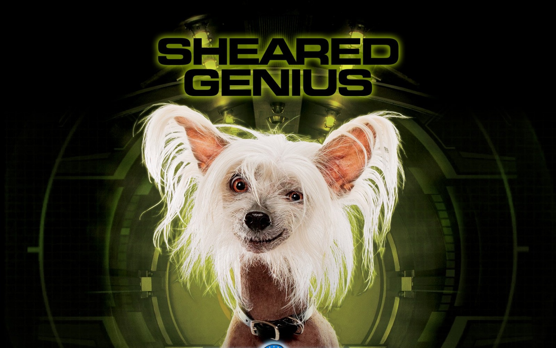 猫狗大战,影视,电影,2012Y十月30D,整蛊搞笑