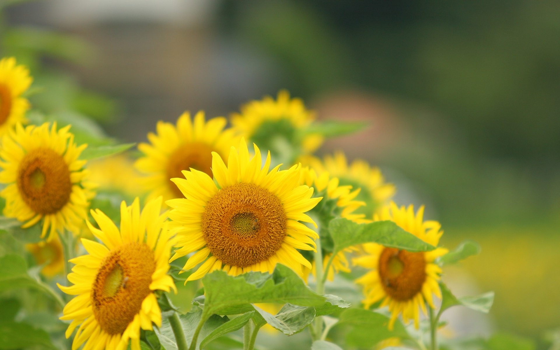 小清新,鸟语花香,葵花,儿童桌面专用