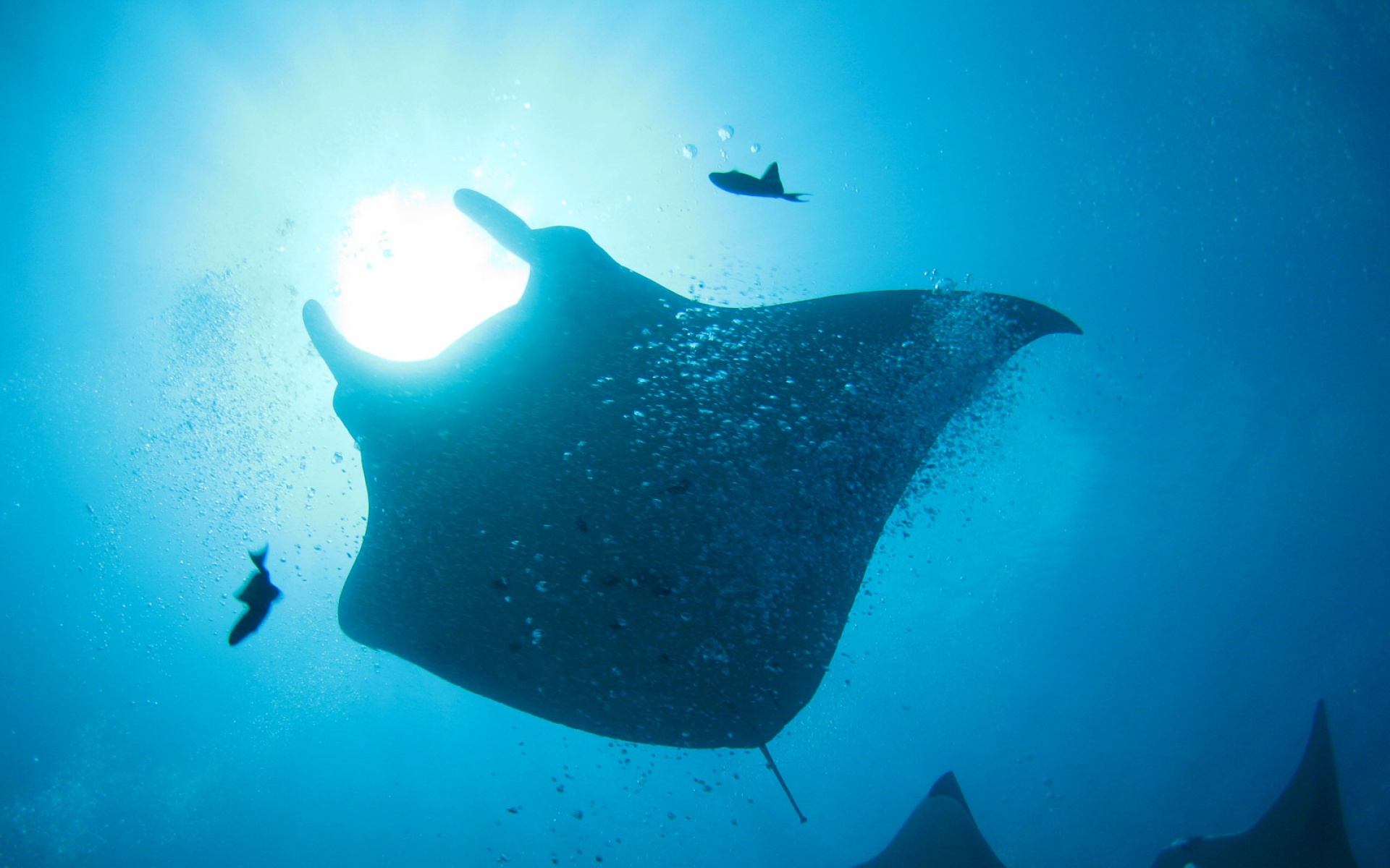 萌宠,鱼,海底世界,儿童桌面专用