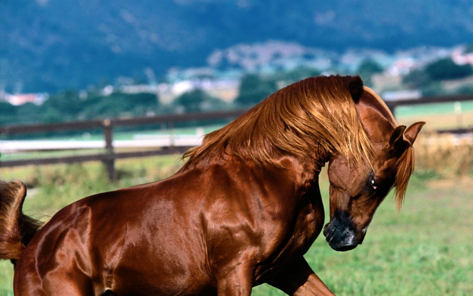 高清,动物,2012Y十一月08D,马,儿童桌面专用