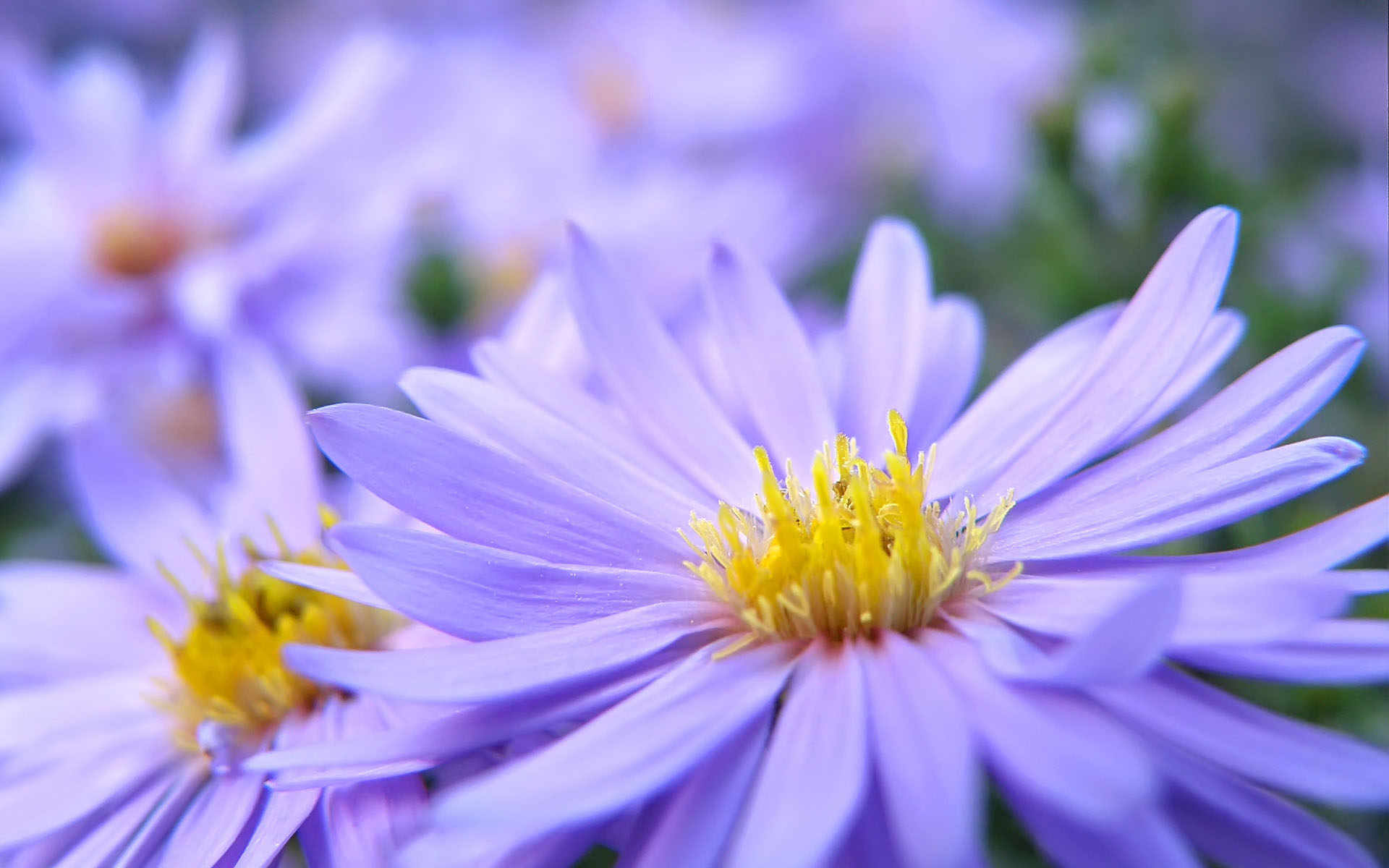 兰花,花卉,紫罗兰,鸟语花香,儿童桌面专用