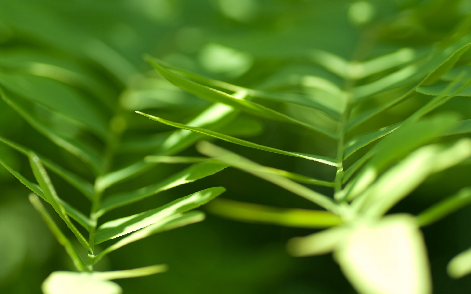 小清新,舒缓压力,绿色,儿童桌面专用