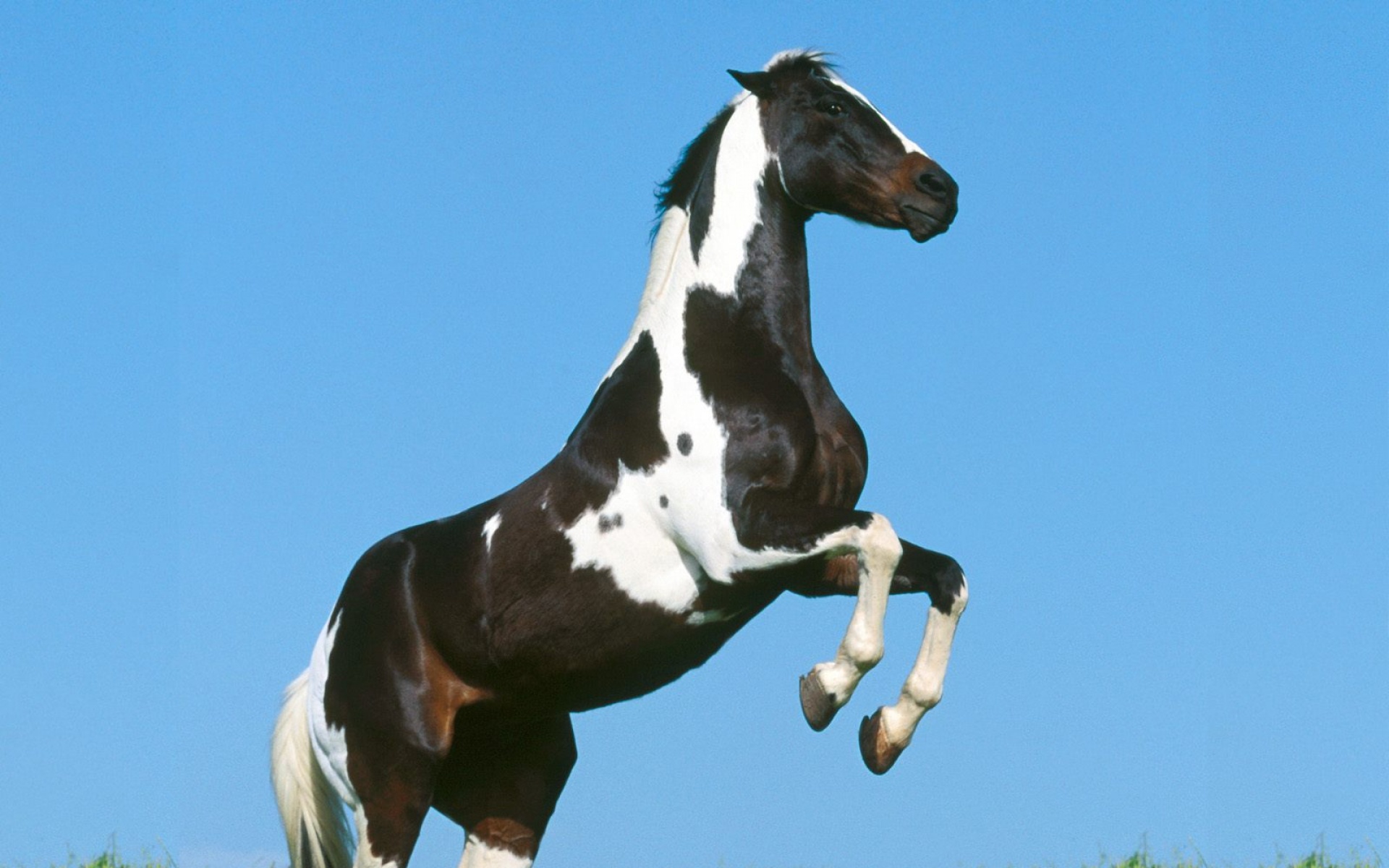 骏马,马,动物,宽屏,2012Y十月31D,儿童桌面专用