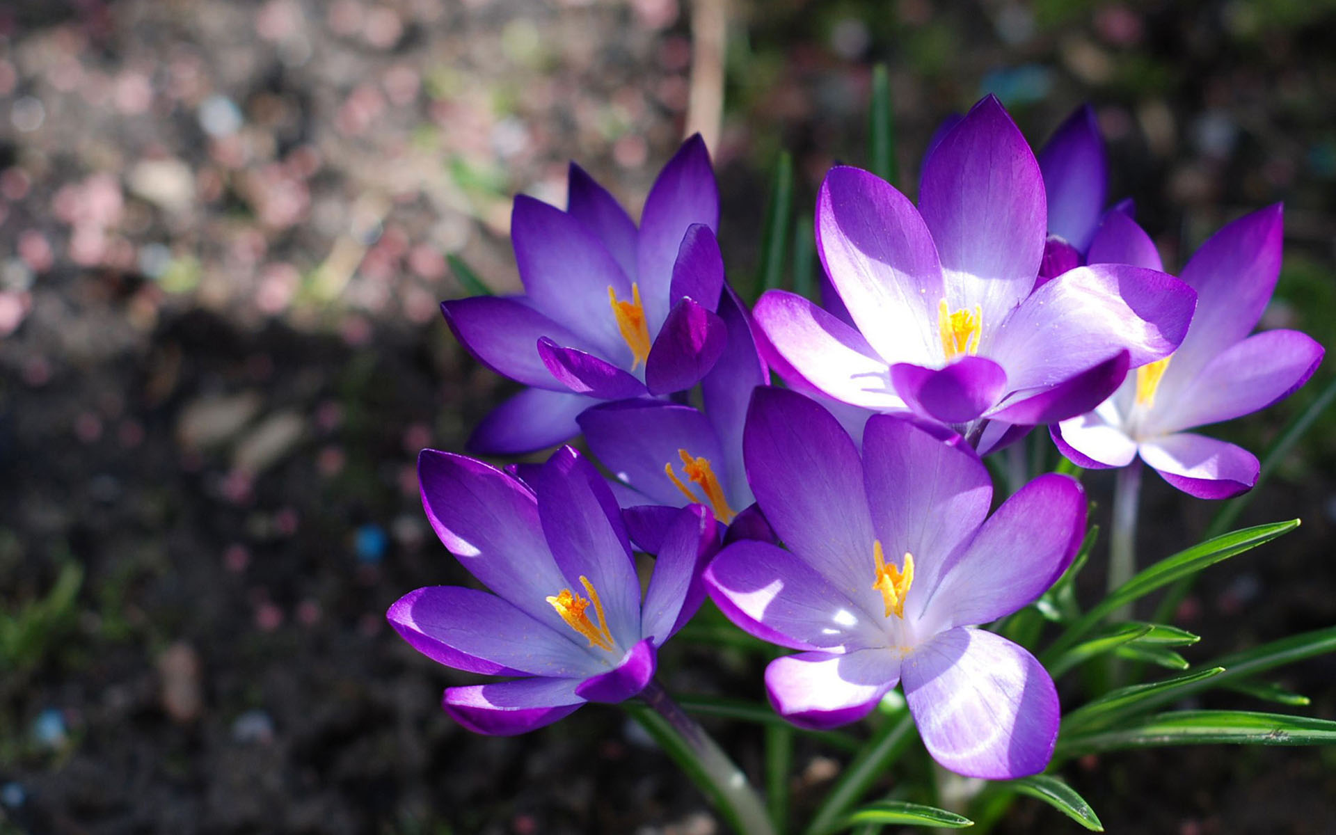 花卉,番红花,藏红花,西红花,娇艳欲滴,儿童桌面专用