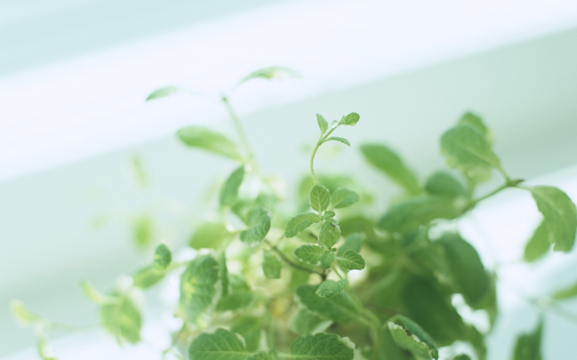 护眼壁纸,儿童桌面专用