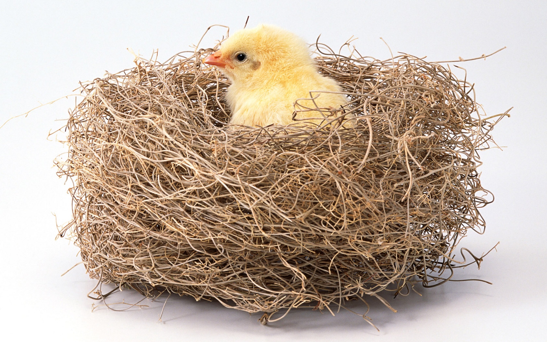 小鸡,卖萌图,儿童桌面专用