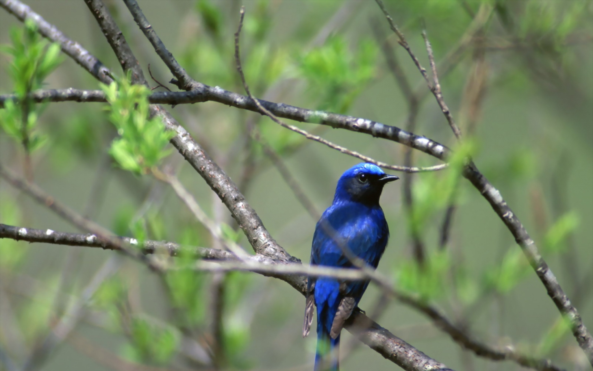 高清,鸟,动物,摄影,2012Y十一月03D,儿童桌面专用