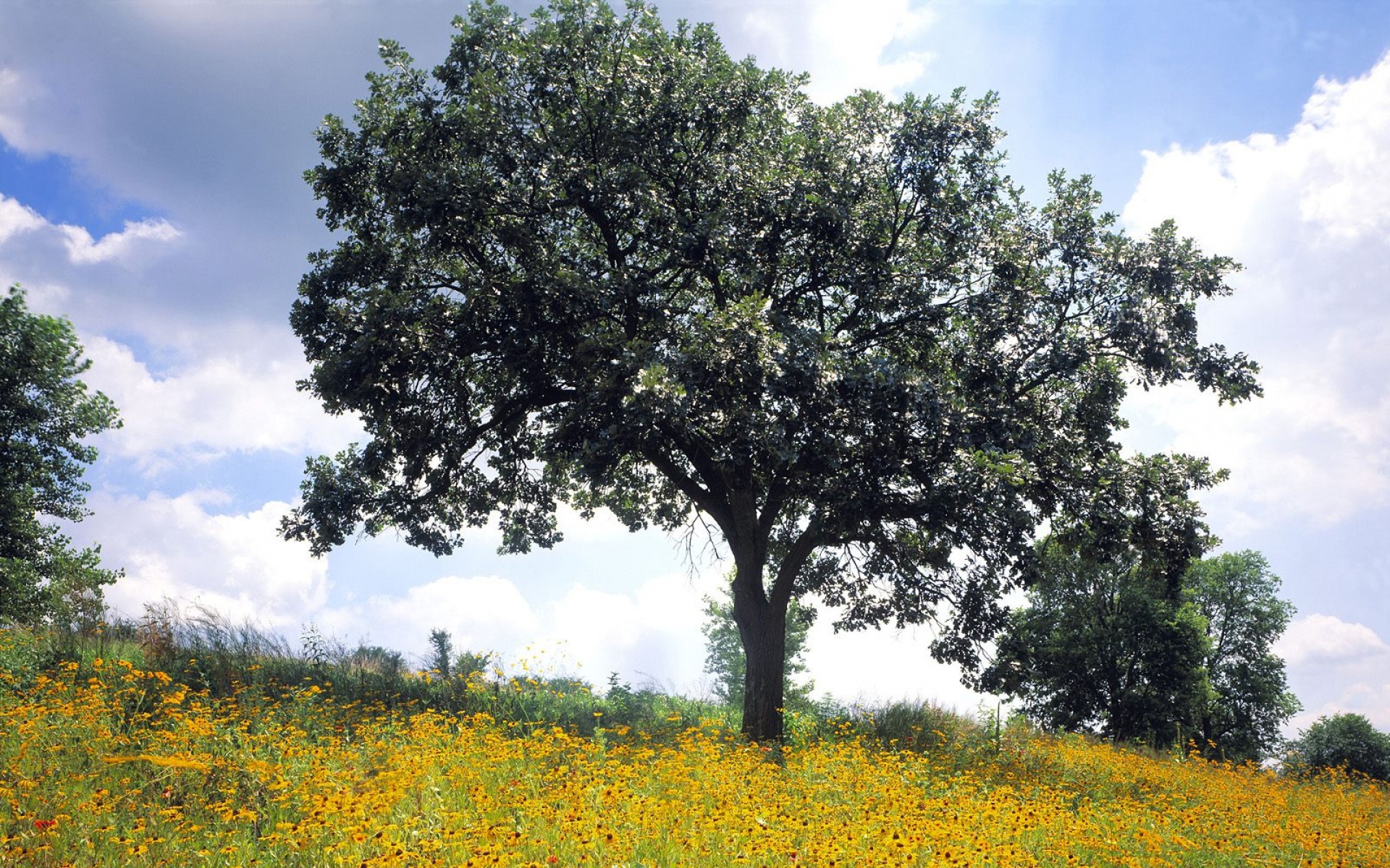 风景,自然风光,2012Y十一月04D,儿童桌面专用