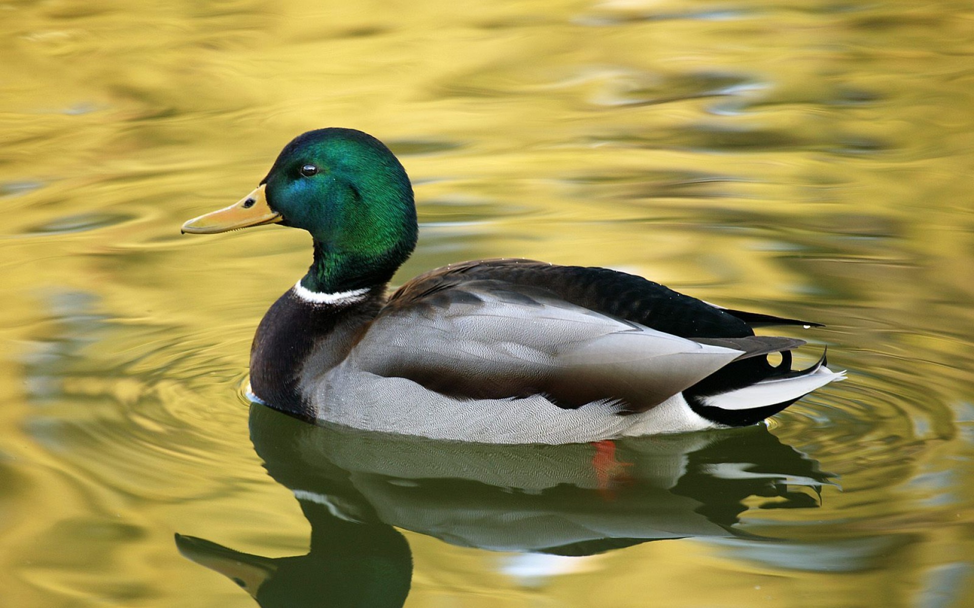小鸟天地,鸭子,鸳鸯,儿童桌面专用