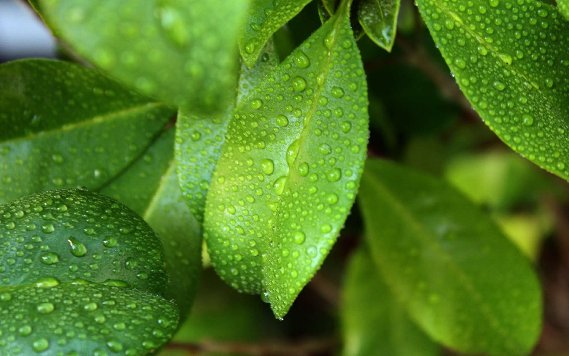 清新,花卉,浪漫,美丽2012Y十月28D,儿童桌面专用
