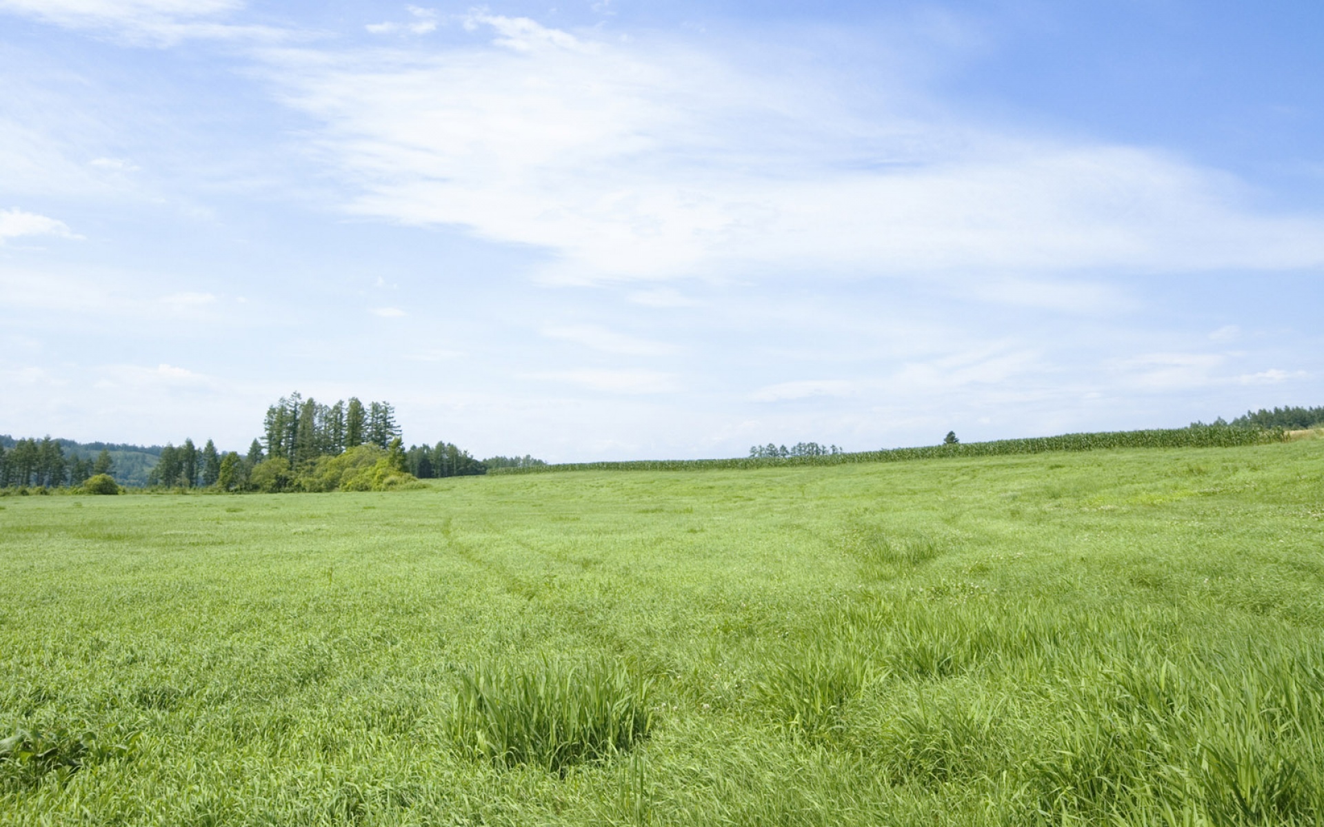 风景,碧绿草原,2012Y十一月10D,儿童桌面专用