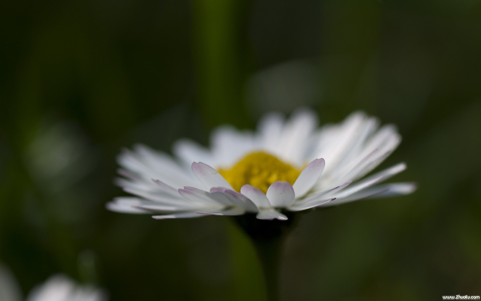 小清新,静物写真,花卉,儿童桌面专用