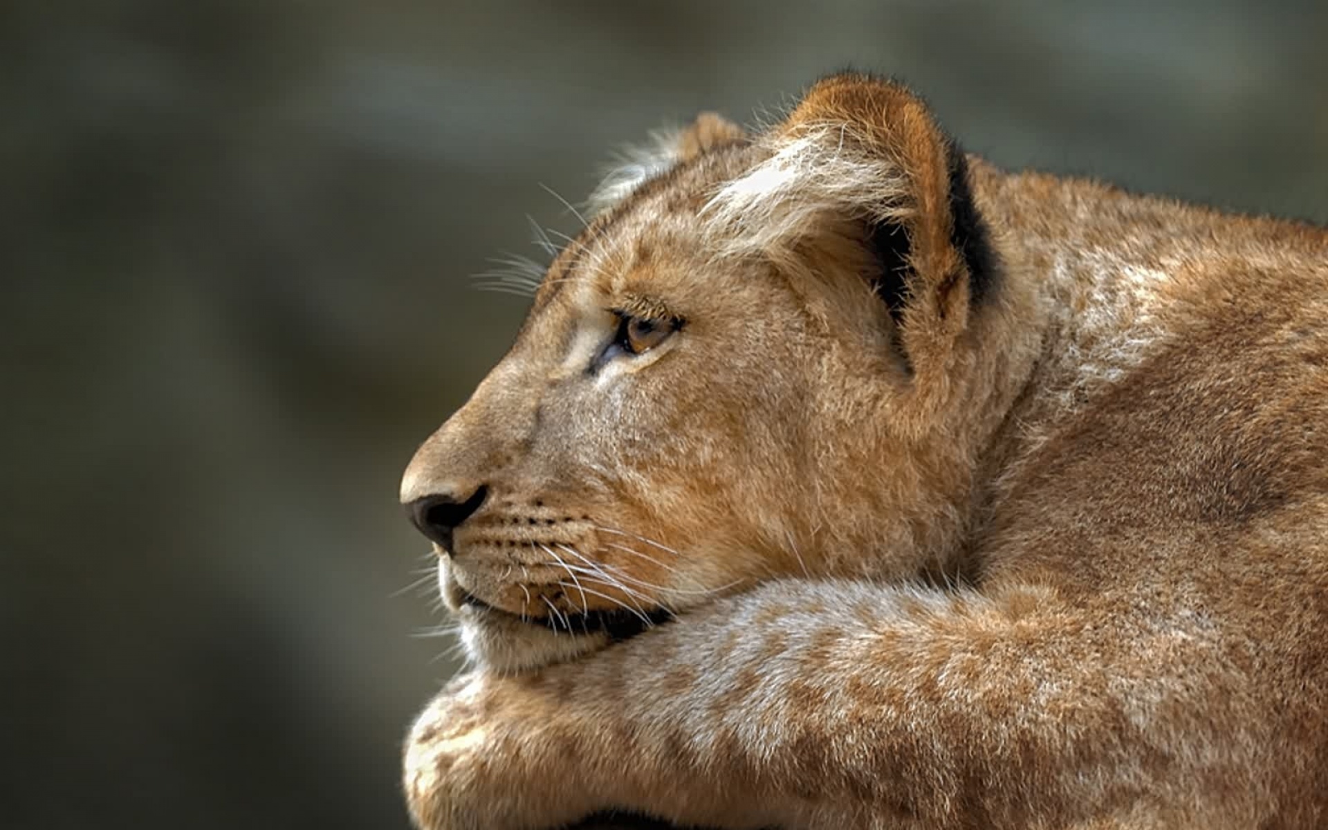 猫科,野兽,动物,狮子,老虎,2012Y十一月04D,儿童桌面专用