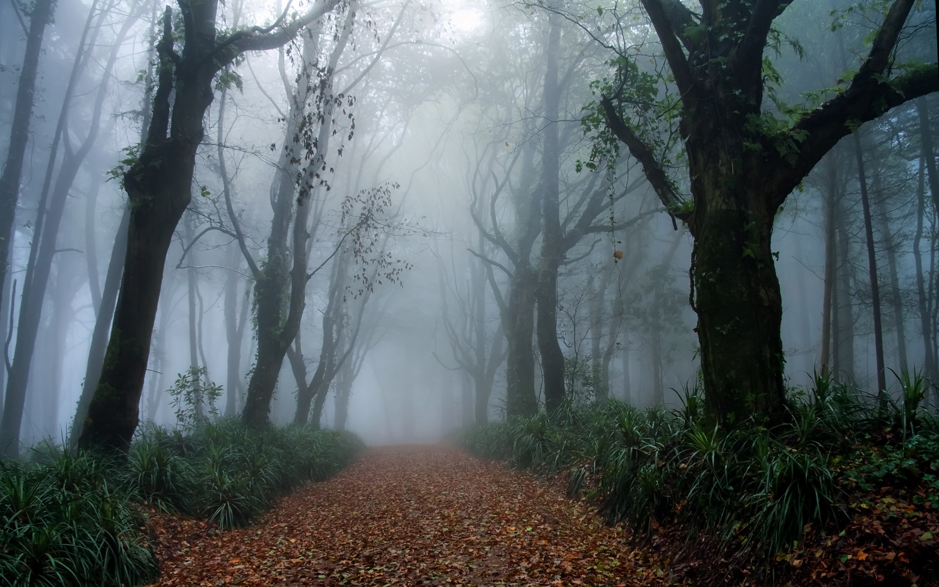 Chrome,OS,宽屏,风光,风景,动物,植物,2012Y十一月03D,儿童桌面专用