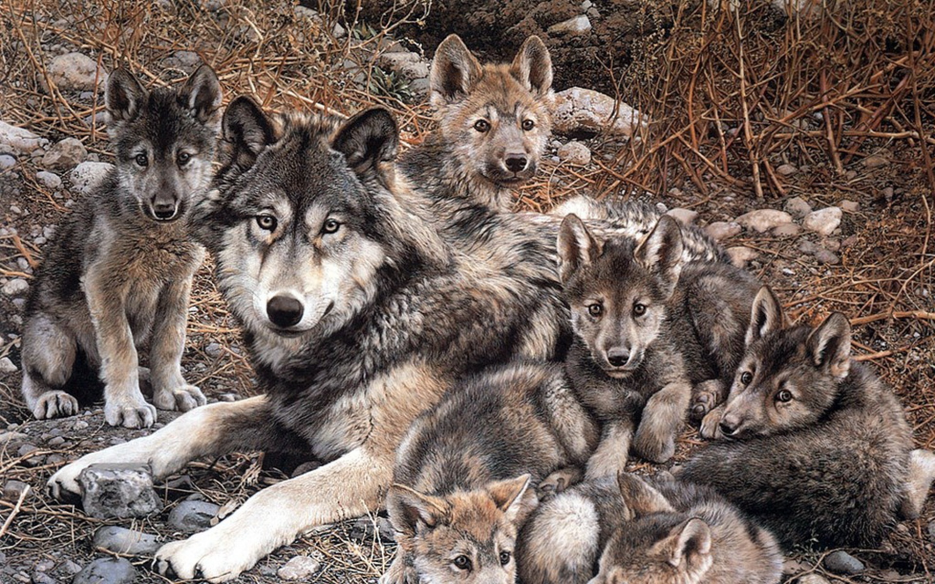 动物,绘画,风格,2012Y十一月04D,儿童桌面专用