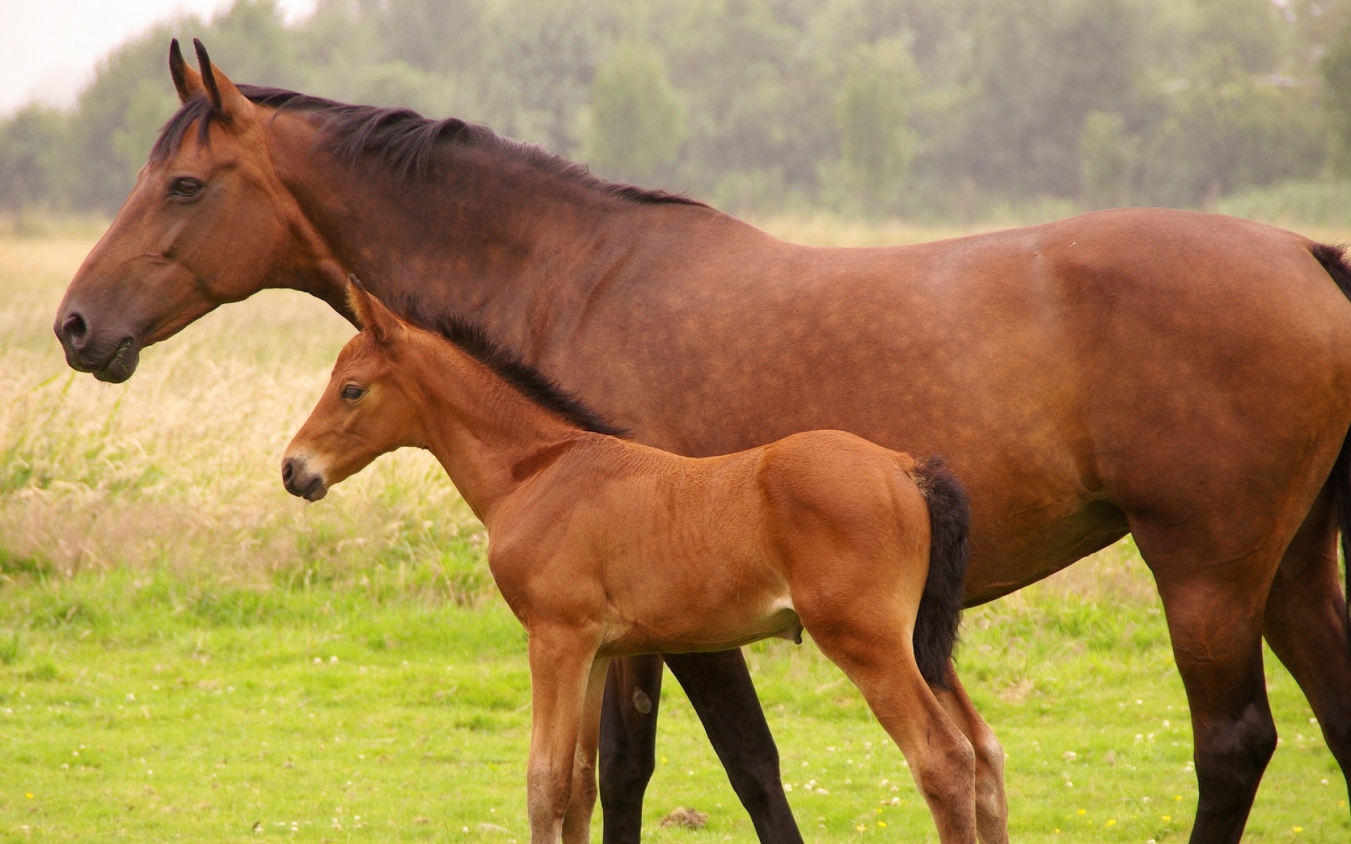 骏马,马,动物,宽屏,2012Y十月31D,儿童桌面专用