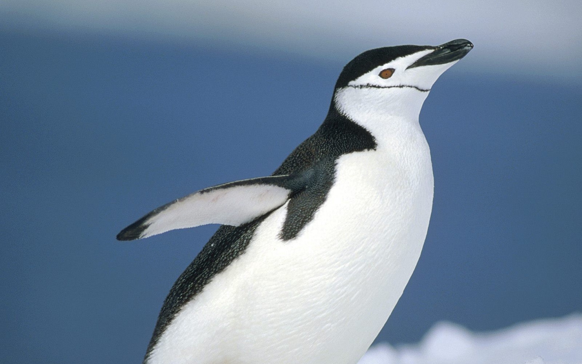 极地物种,企鹅,儿童桌面专用